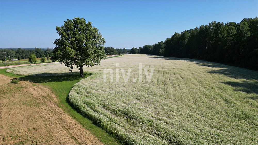 Viganti-zeme-Priekulju-pag-2026-014.jpg